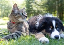 Best Tech-Savvy Pet Owner Sites