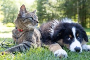 Best Tech-Savvy Pet Owner Sites